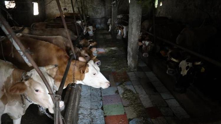 OTLARLA İLİMİZE GELDİ