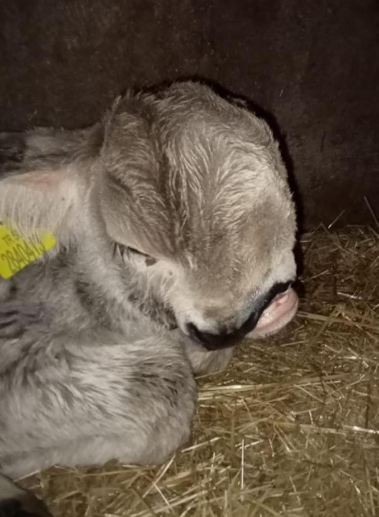 ALLAHIN VERDİĞİ BİR ŞEY, KIYAMADIK