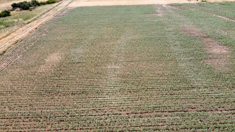 BÜYÜK KAYIP YAŞANDI