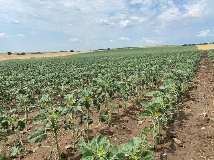 HORTUMLA BİRLİKTE GELDİ, GÖKTEN BUZ YAĞDI