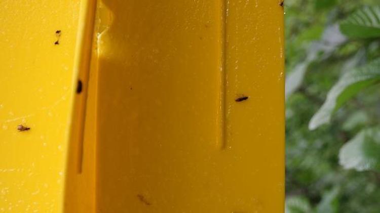 ‘SARI RENK VE PREPARATIN KOKUSU GAL ARISINI CEZBEDİYOR’