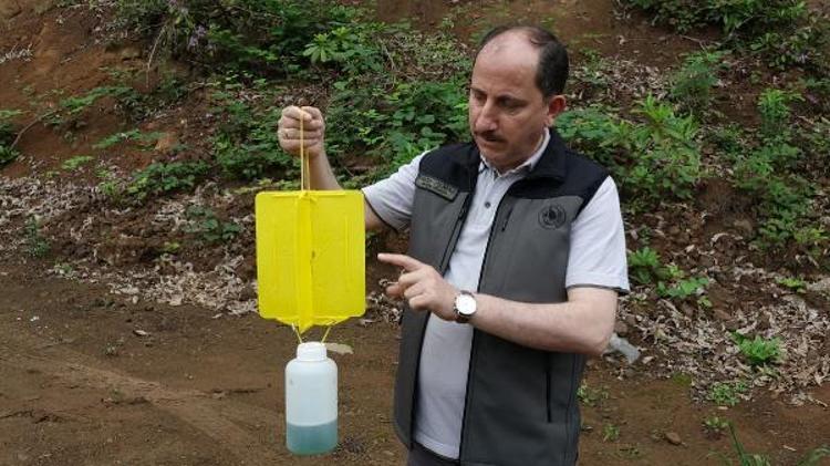 YAPIŞKANLI SARI TUZAK