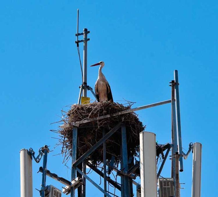 AKARIN İNSARA ZARARI