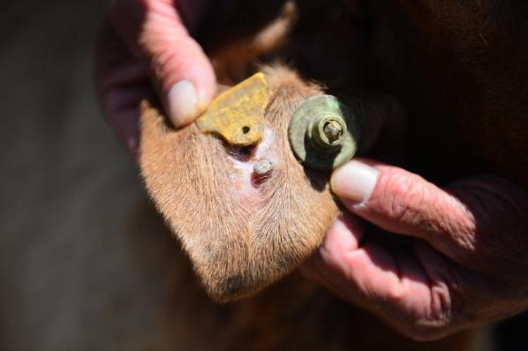 KENEYİ YAKMA, ÜZERİNE ALKOL DÖKME