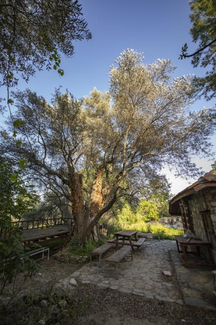 ANIT AĞAÇLAR ÖZENLE KORUNUYOR