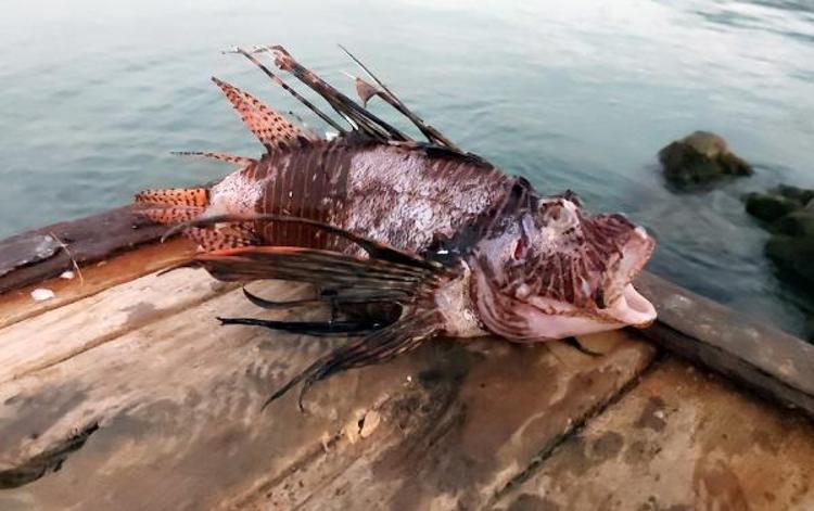 TROPİKAL TÜRLERİ FIRSAT OLARAK DÜŞÜNEBİLİRİZ