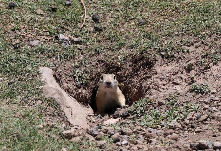 YETERİNCE YAĞLANAMADILARSA BU KIŞ ONLAR İÇİN ÖLÜMCÜL BİR HAL ALABİLİYOR