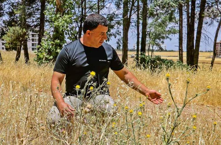 RÜZGARIN ETKİSİ İLE YAYILIŞ GÖSTEREBİLİYOR