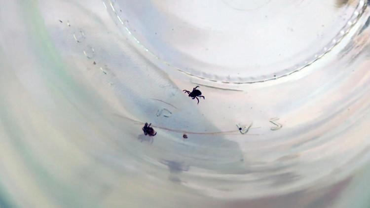 BU ANTİKORLAR COVİD-19 HASTALIĞI TEDAVİSİNDE ÜRETİLEREK KULLANILDI