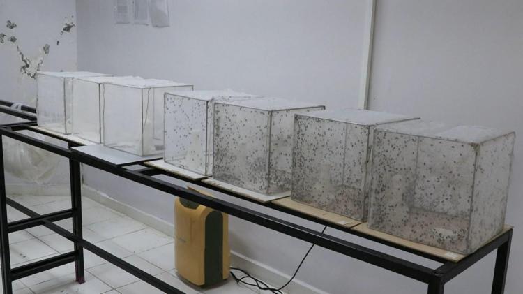 SİVRİSİNEKTEN KORKMANIZA GEREK YOK