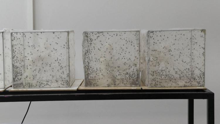 İLAÇLAMA NİSAN- MAYIS AYINDA YAPILMALIYDI