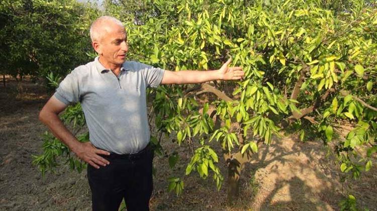 AĞAÇLAR DA KURUMA TEHLİKESİYLE KARŞI KARŞIYA