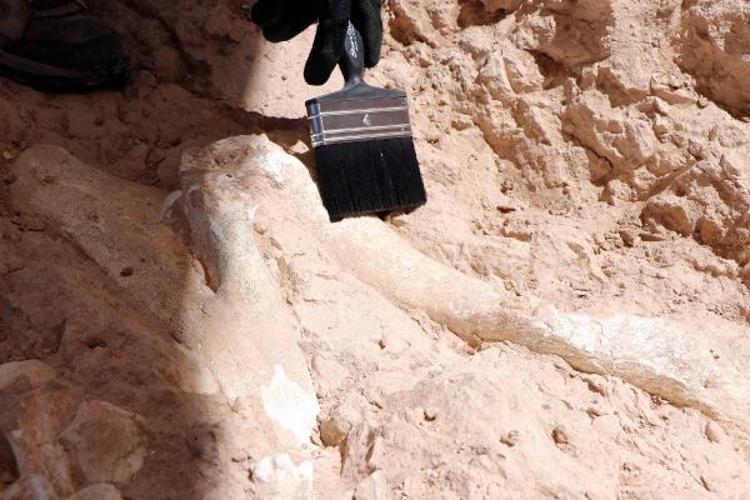 ‘ŞU ANA KADAR 30’A YAKIN FOSİL BULDUK’