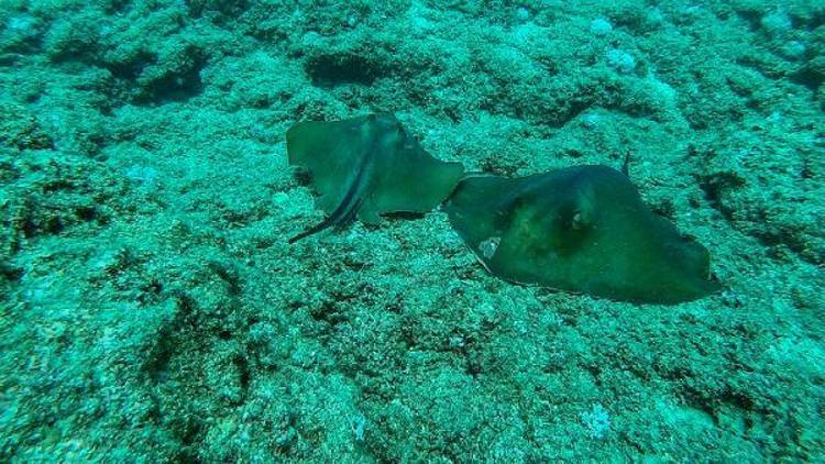 AKDENİZDE VATOZLARIN YAŞAM ALANI İYİCE DARALDI