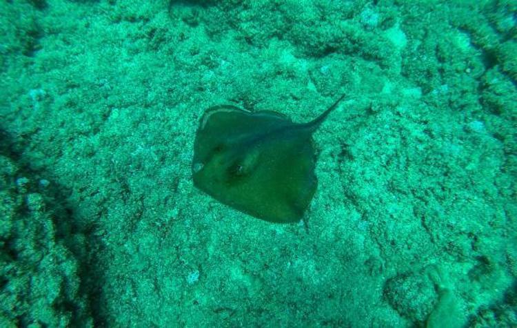 HER TÜRLÜ AV ARACI, YAVRULARI TUTUYOR