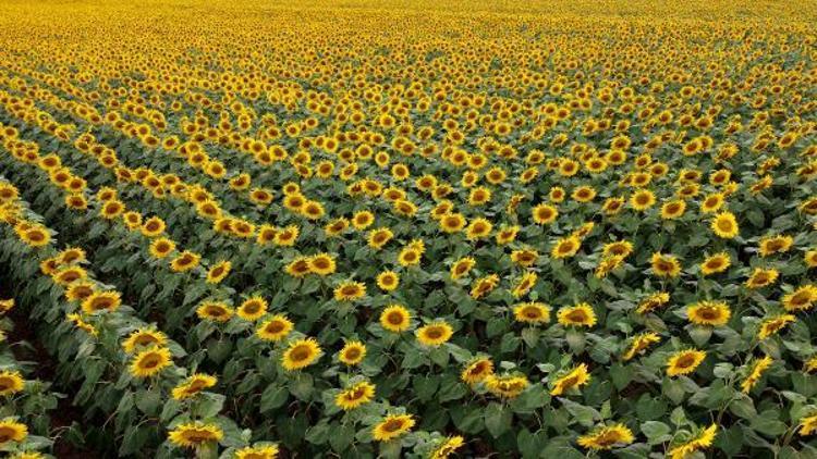 AYÇİÇEĞİ AŞIRI SICAKTA 10 GÜNLÜK SUYU 2-3 GÜNDE KAYBEDİYOR