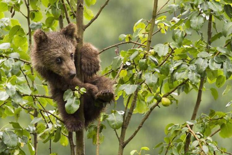 VURMA GİBİ BİR AMACIMIZ YOK