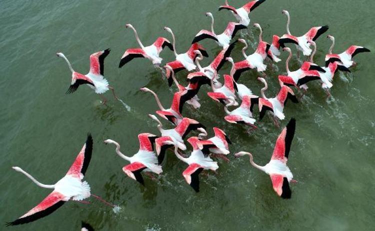 BALIKLAR YOK OLMAK ÜZERE