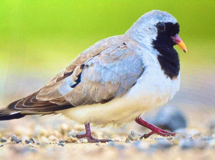 BOĞAZKÖY BARAJI, KAP KUMRUSUNA DA EV SAHİPLİĞİ YAPTI