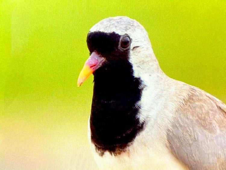 BURADAKİ KUŞLAR BU İNSAN HAREKETİNE DE ALIŞMIŞ DURUMDA