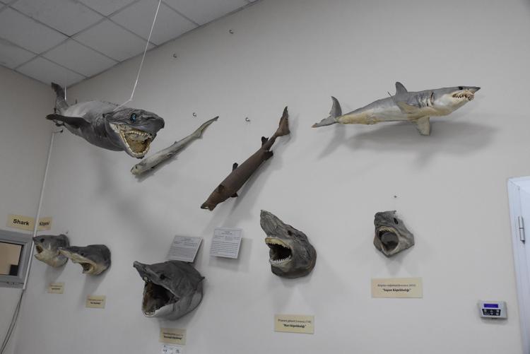 KÖPEK BALIKLARINI KURUTUP, SERGİLİYORLAR