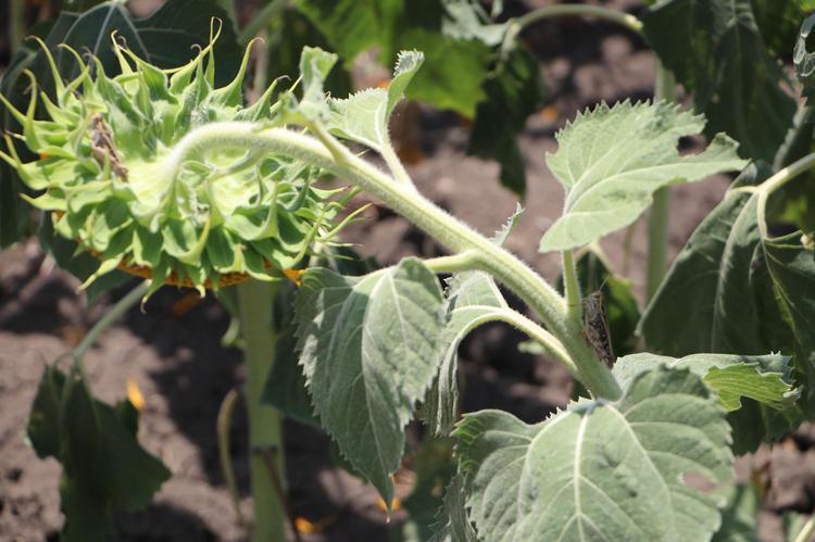 ARILAR ZARAR GÖRMESİN DİYE İLAÇLAMA AKŞAM SAATLERİNDE YAPILIYOR