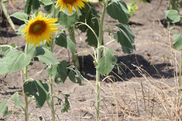 İLAÇLAMA BAŞLATILDI