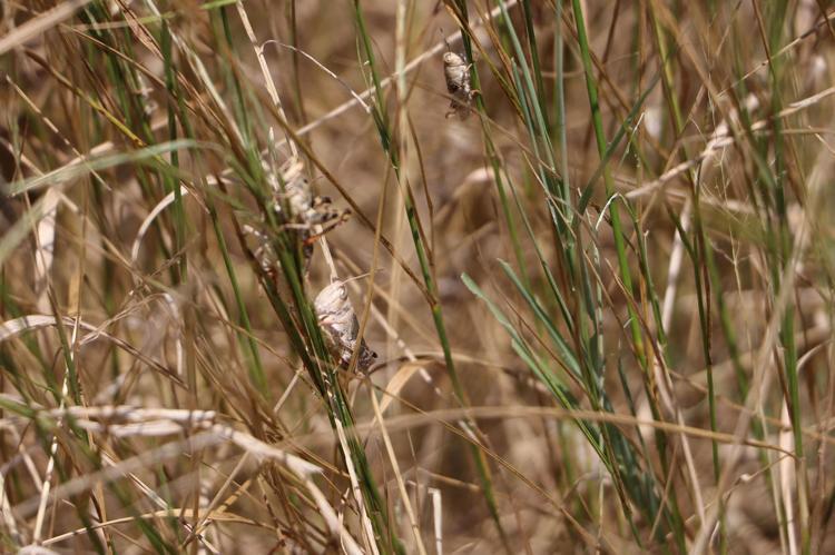 10 GÜNDÜR TARLALARDA GÖRÜLÜYOR