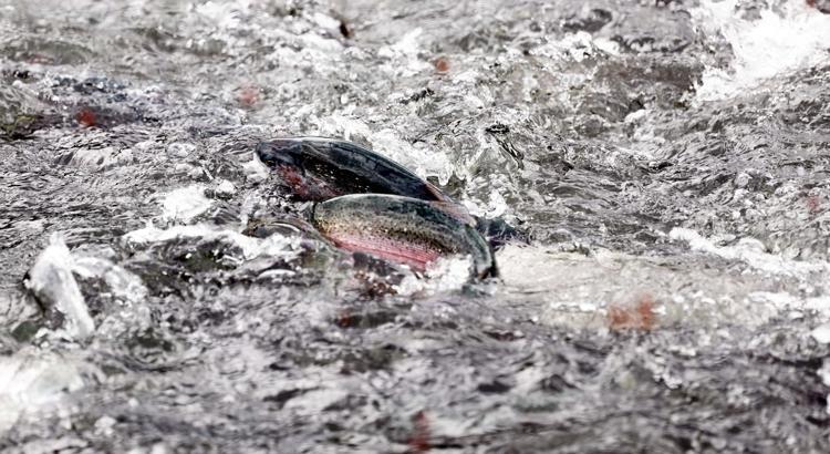 BU PARAZİTLERİN TAŞINMA OLASILIĞI ÇOK YÜKSEK