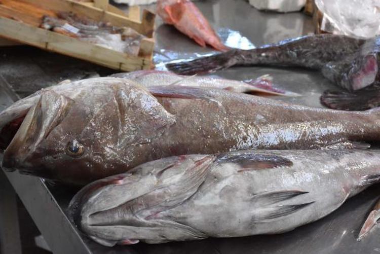 BARBUN FİYATLARI YARI YARIYA DÜŞTÜ