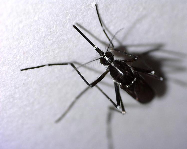 ‘TÜRKİYE’NİN TÜM SAHİL KESİMİNE YAYILMIŞ DURUMDA’