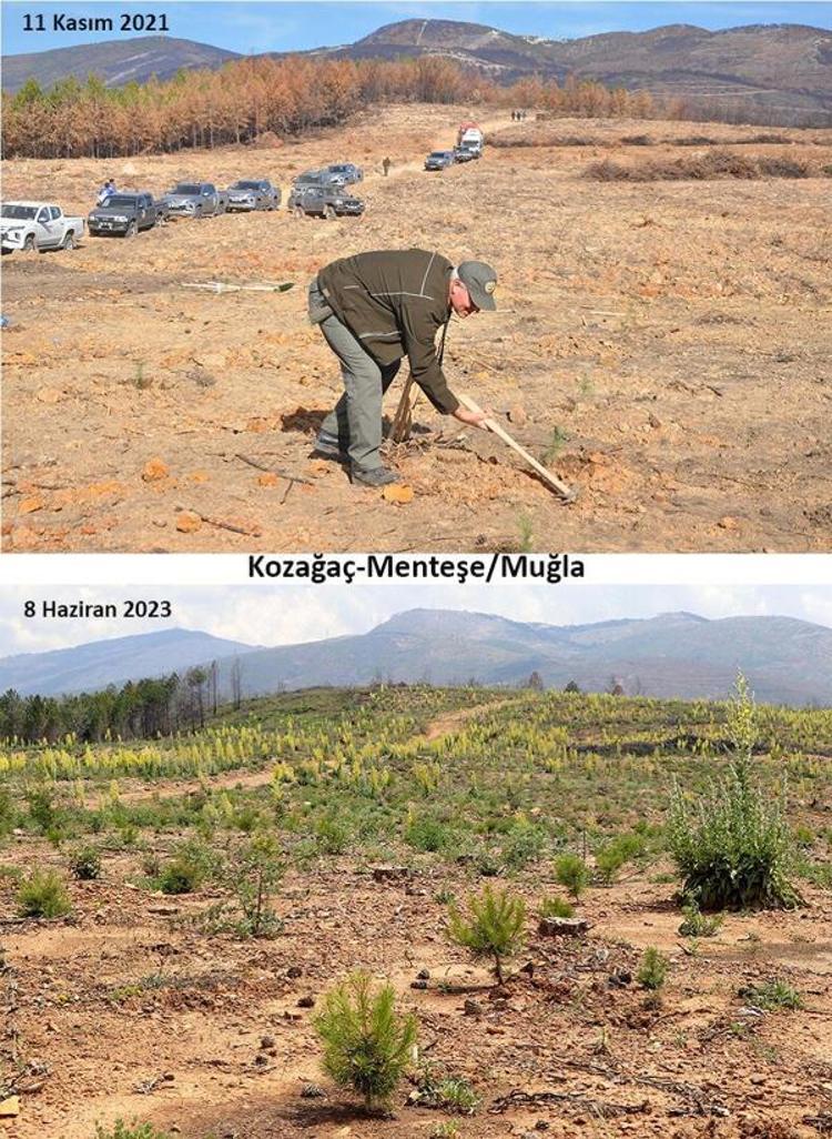 MUĞLADA YANAN ALANLARIN TAMAMI AĞAÇLANDIRILDI