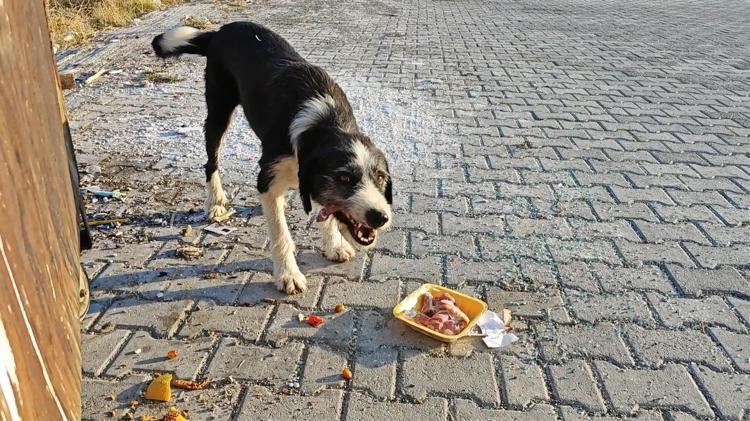 KISIRLAŞTIRMAYA AĞIRLIK VERİLECEK