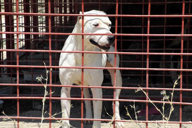YASAKLI IRKLAR İÇİN YAŞAM ALANI OLUŞTURULDU