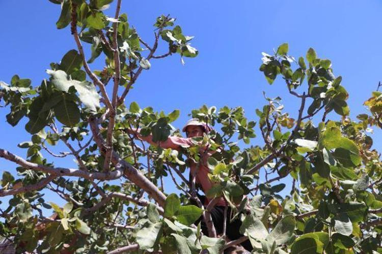 İKLİM ŞARTLARI OLUMSUZ ETKİLEDİ