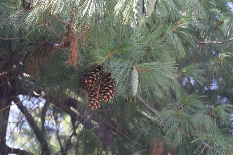 DÜNYA ÜSTÜNDEKİ 3 SEDİR AĞACI BAHÇEDE