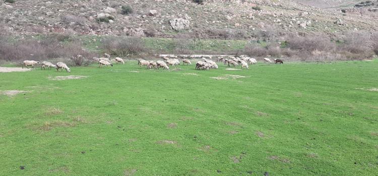 YEŞİL KUŞAK HATTI OLUŞTURULACAK