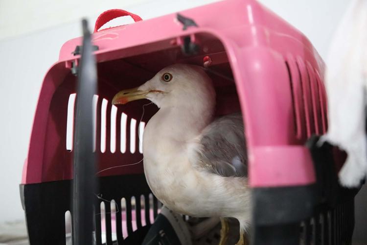 BAKIM, KONTROL VE TEDAVİLERİ DEVAM ETTİRECEĞİZ