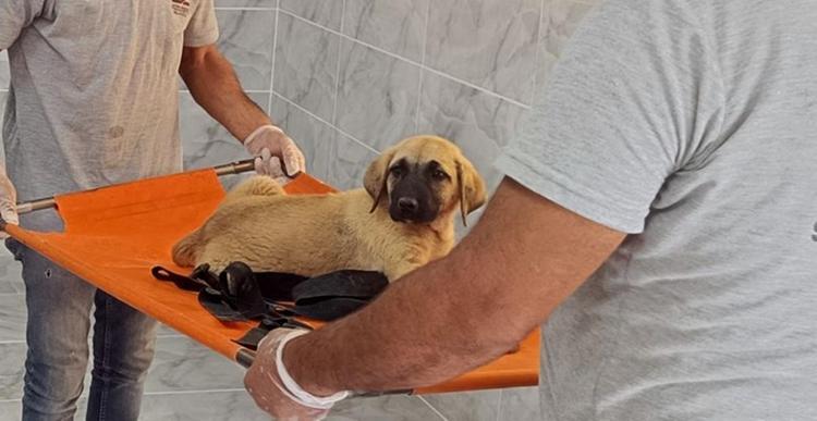 KAYMAKAMLIKTAN YENİ AÇIKLAMA: KÖPEK ÖLMEMİŞ