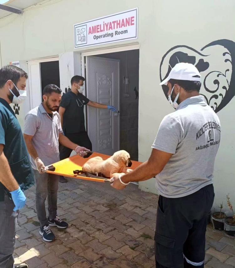 MARDİNDE TEDAVİSİ SÜRÜYOR