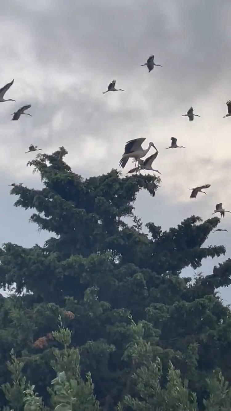 DİREKLERİN ISLAHI GEREKİYOR