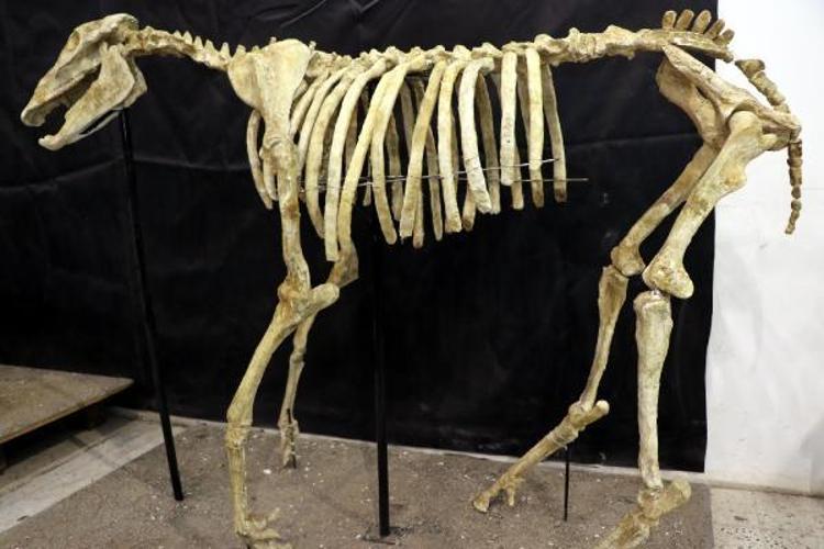 MÜZE, TÜRKİYEDE TEK OLACAK