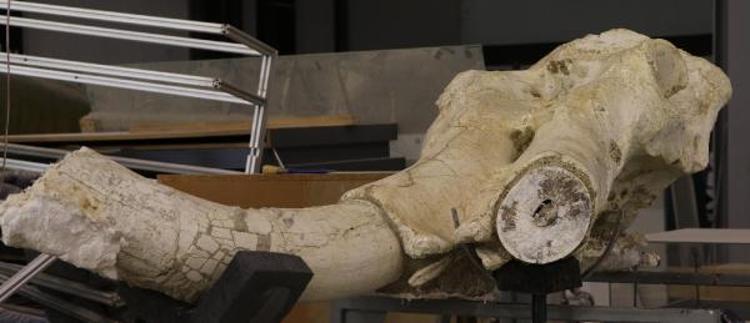 AVRUPADA 2-3 KİŞİ YAPIYOR