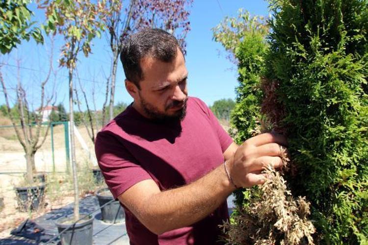 BÖCEK ZARARLARI DA YAPRAKLARIN ERKEN SARARMASINA YOL AÇAR