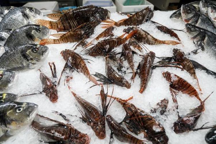 TEK ÇÖZÜMÜ; İNSANLARIN AVLAMASI VE TÜKETMESİ