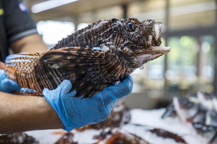 ETİ YENEBİLEN TEK İSTİLACI TÜR