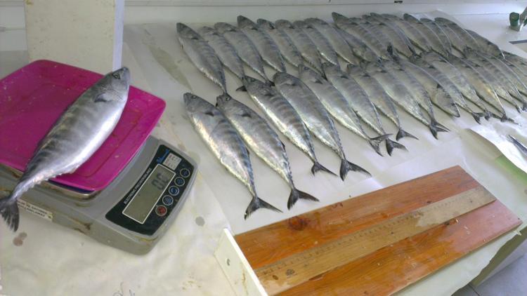 YENİLEBİLİR ET ORANI ORTALAMA YÜZDE 69