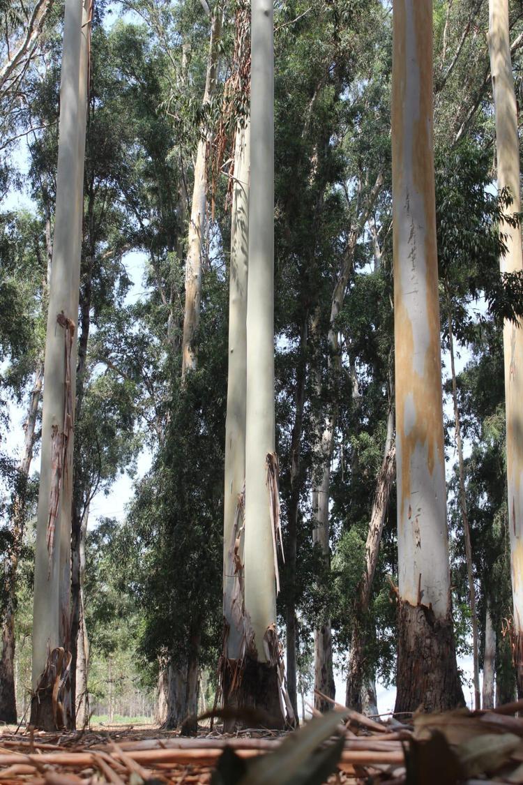 KARACABEY: KARBON TUTMA KAPASİTESİNİN ARTIRILMASINDA ROL OYNAYACAK