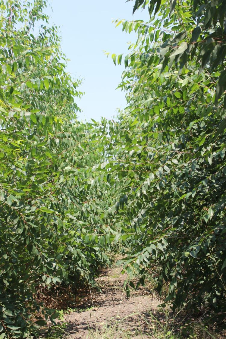 OLAĞANÜSTÜ BAŞARI ELDE EDİLDİ