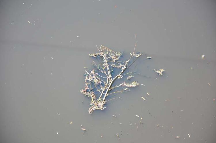 MANİSADA 176 KURUMUN ARITMA TESİS VAR